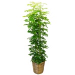 グリーンギフト　観葉植物　カポック　１０号鉢　１セット