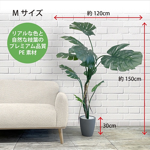アーバン　フェイクグリーン　モンステラ　高さ１５００ｍｍ　鉢色：グレー　ＭＯＮ－１５０ＧＹ　１台3