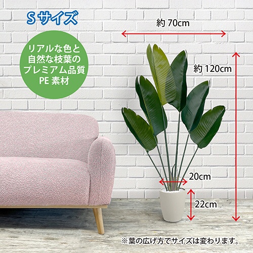 アーバン　フェイクグリーン　ストレチリア　高さ１２００ｍｍ　鉢色：アイボリー　ＳＴＲ－１２０ＩＶ　１台3