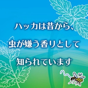 大日本除蟲菊　ＫＩＮＣＨＯ　お肌の虫よけ　プレシャワーＤＦ　ミスト　プラスハーブ　１００ｍｌ　１本4