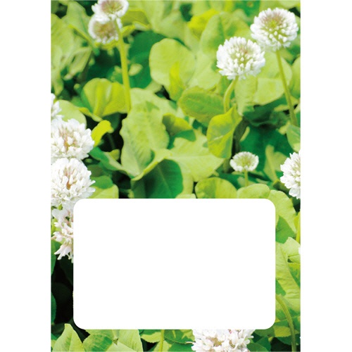 ダイオーミウラ　お薬手帳（薄型）　１６ページ　クローバー　１セット（１２００冊：１００冊×１２パック）2