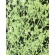 タケダ　かすみ草　Ｓ　クリーム　４０－０３１９　１セット（１０個）1