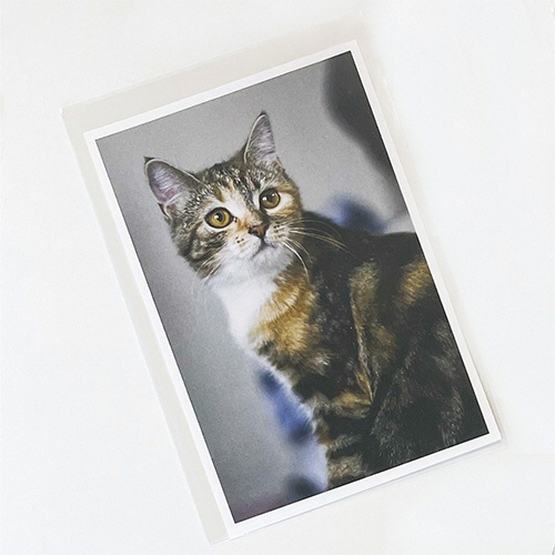 今村紙工　ＯＰＰ袋　フラット（フタなし）　はがき　１１０×１６０ｍｍ　０．０２５ｍｍ厚　ＯＰＰ２５－ＨＡ　１セット（１０００枚：１００枚×１０パック）3