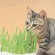 イデシギョー　猫草　ミーちゃんスッキリ生野菜　１セット（２０個：２個×１０パック）4