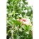カゴメ　野菜生活１００　沖縄シークヮーサーミックス　１９５ｍＬ　紙パック　１ケース（２４本）3